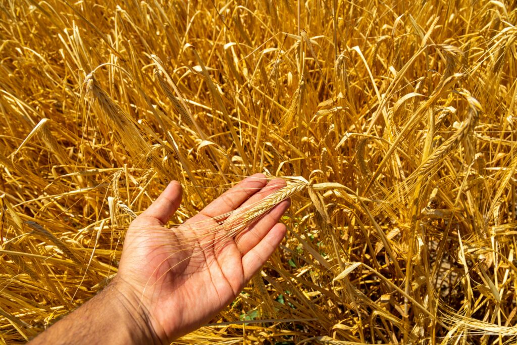 A close-up of a hand cradling a stalk of golden barley amidst a vast field of ripened grain, bathed in warm sunlight. The scene evokes the promise of a bountiful harvest, symbolizing abundance, hope, and the fulfillment of nature’s cycle.