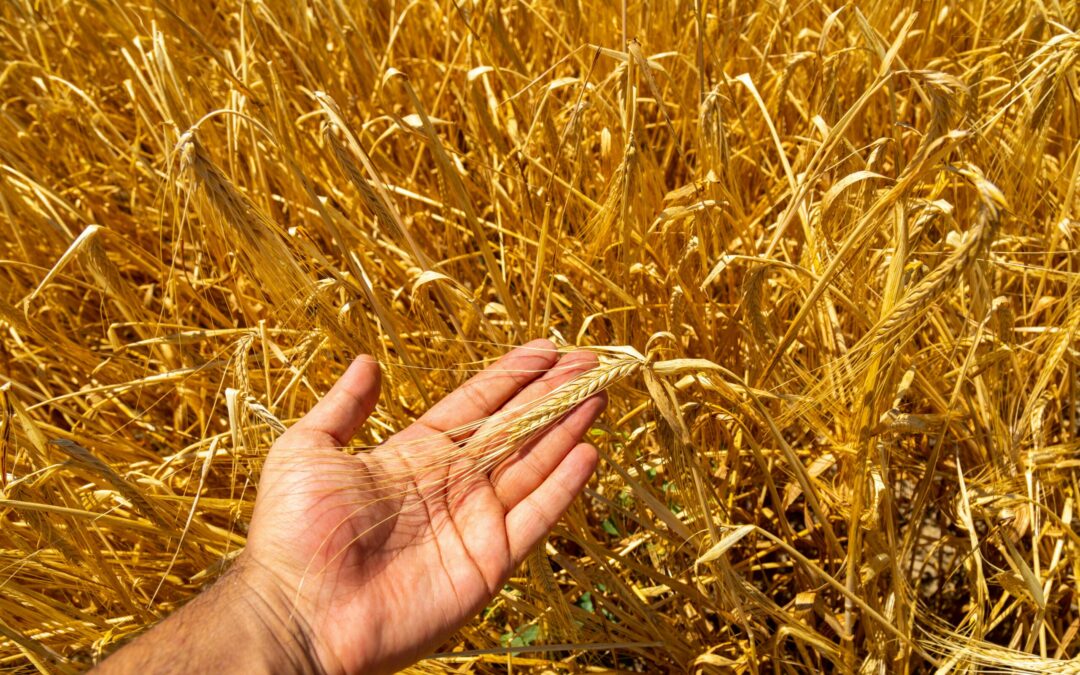 The Promise of the Harvest