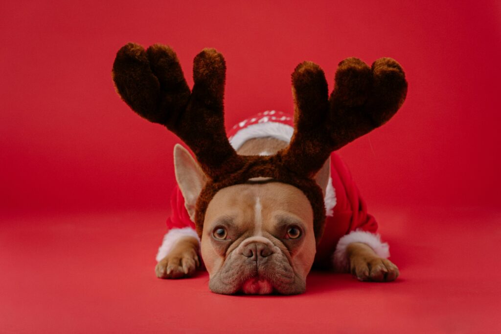 French Bulldog dressed as a reindeer in a Santa suit lying against a red backdrop, symbolizing holiday stress and finding peace this Christmas.