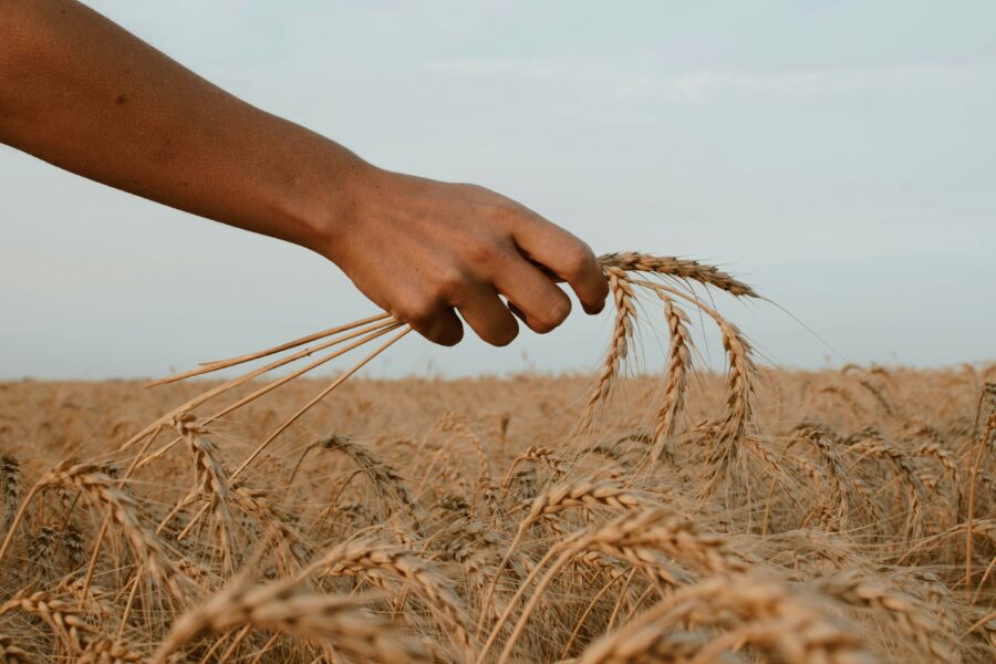 Hand gently touching wheat stalks in a golden wheat field during harvest season