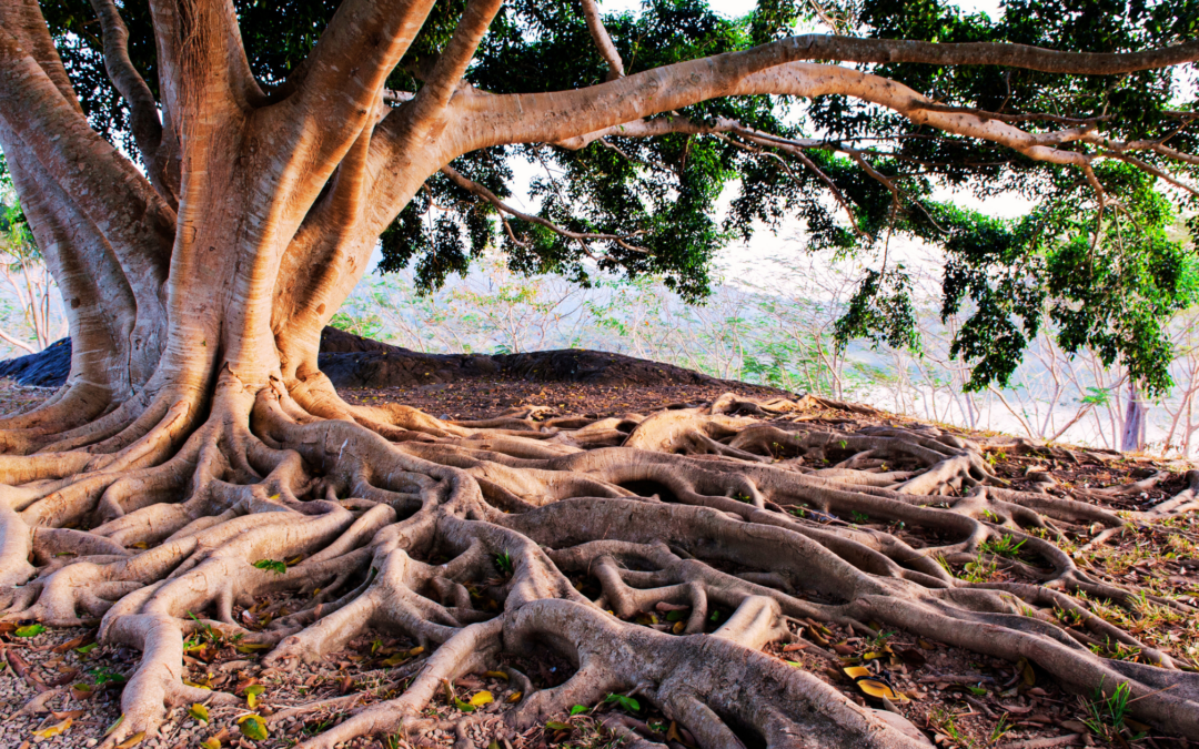 Getting to the Root of Unforgiveness